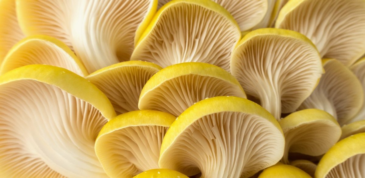 How to Dehydrate Mushrooms (Wild or Cultivated)
