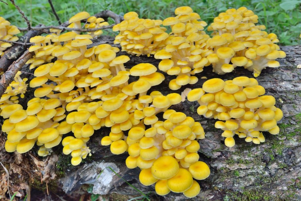 Yellow oyster mushrooms growing outdoors on a log.