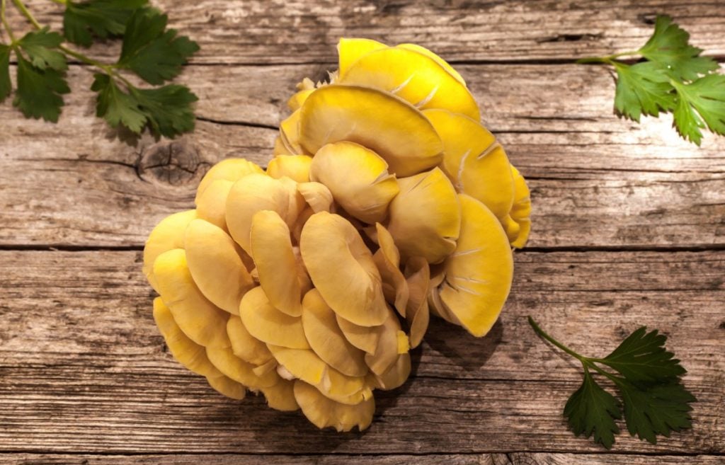 The Complete Guide to Yellow Oyster Mushrooms GroCycle