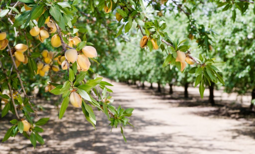 Almonds growing on a tree. These are  some of the most profitable nut trees to grow.