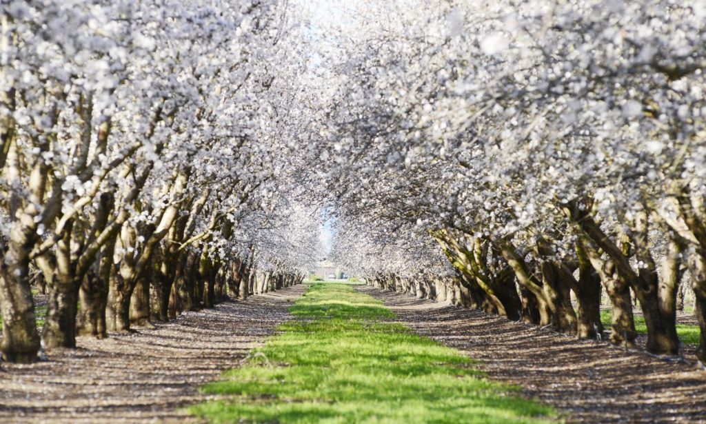 Large almond trees in blossom.