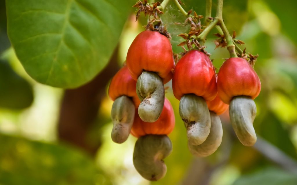 Cashew nuts on the tree.