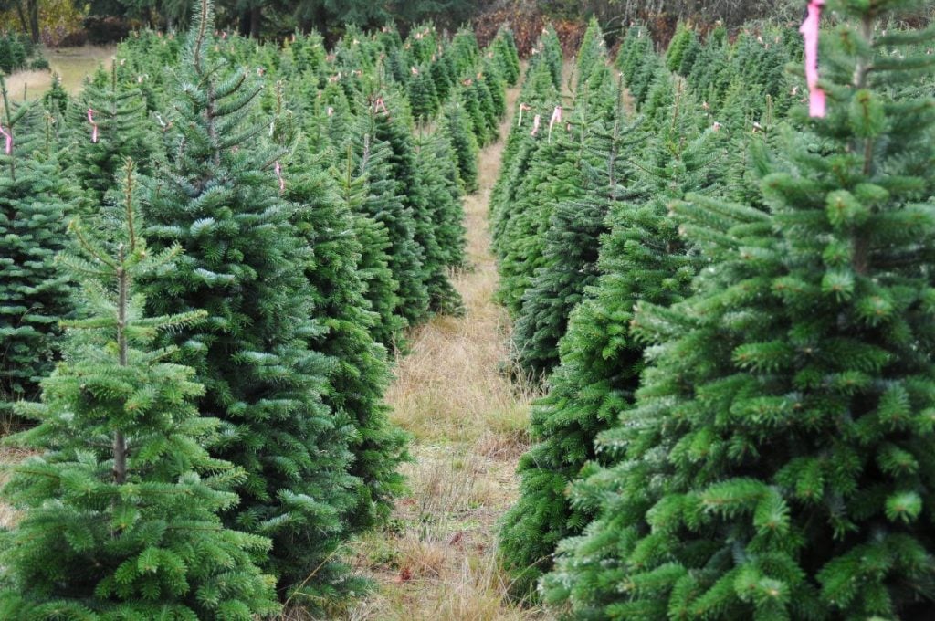 How Much Money Does a Christmas Tree Farm Make? A Breakdown GroCycle