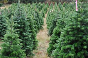 How Much Money Does a Christmas Tree Farm Make? A Breakdown | GroCycle