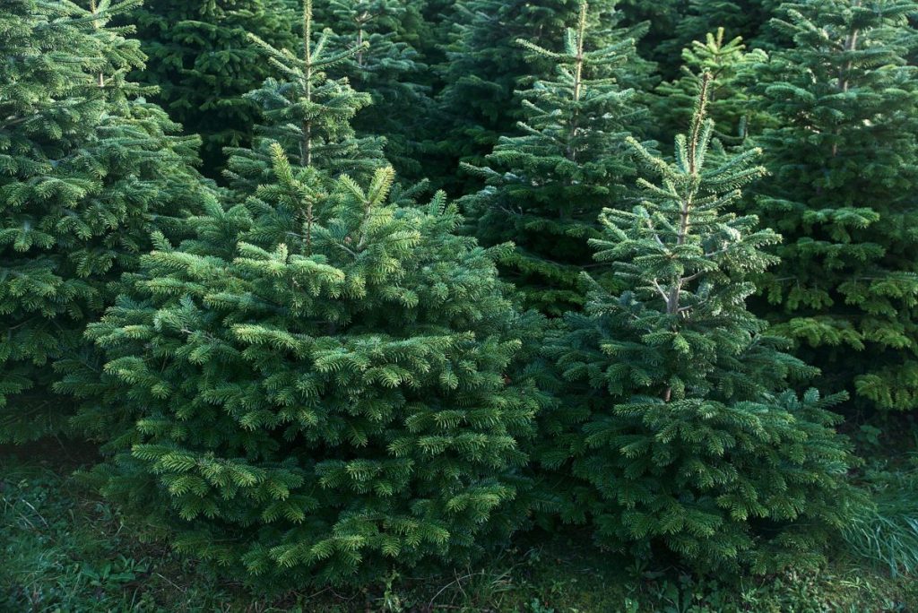 How Much Money Does a Christmas Tree Farm Make? A Breakdown GroCycle