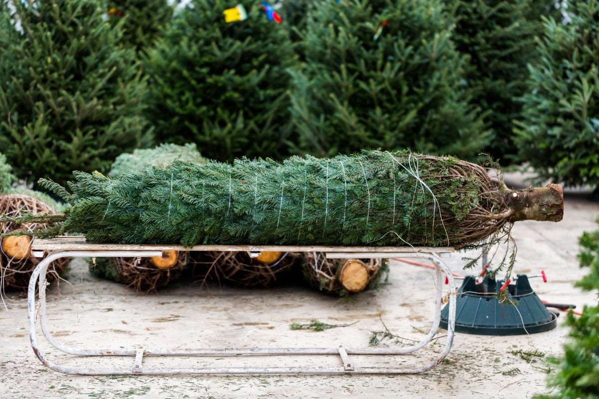 How Much Money Does a Christmas Tree Farm Make? A Breakdown GroCycle