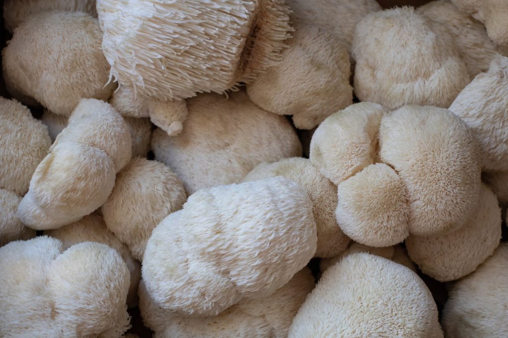 Freshly harvested lion's mane mushrooms showing different length spines.