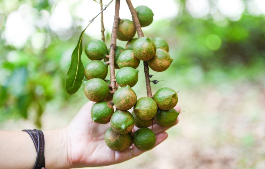 Macadamia nuts