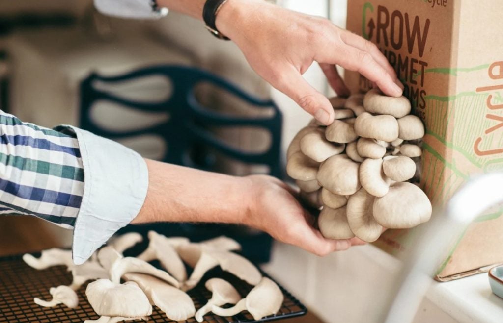 Harvesting oyster mushrooms form a GroCycle mushroom grow kit.