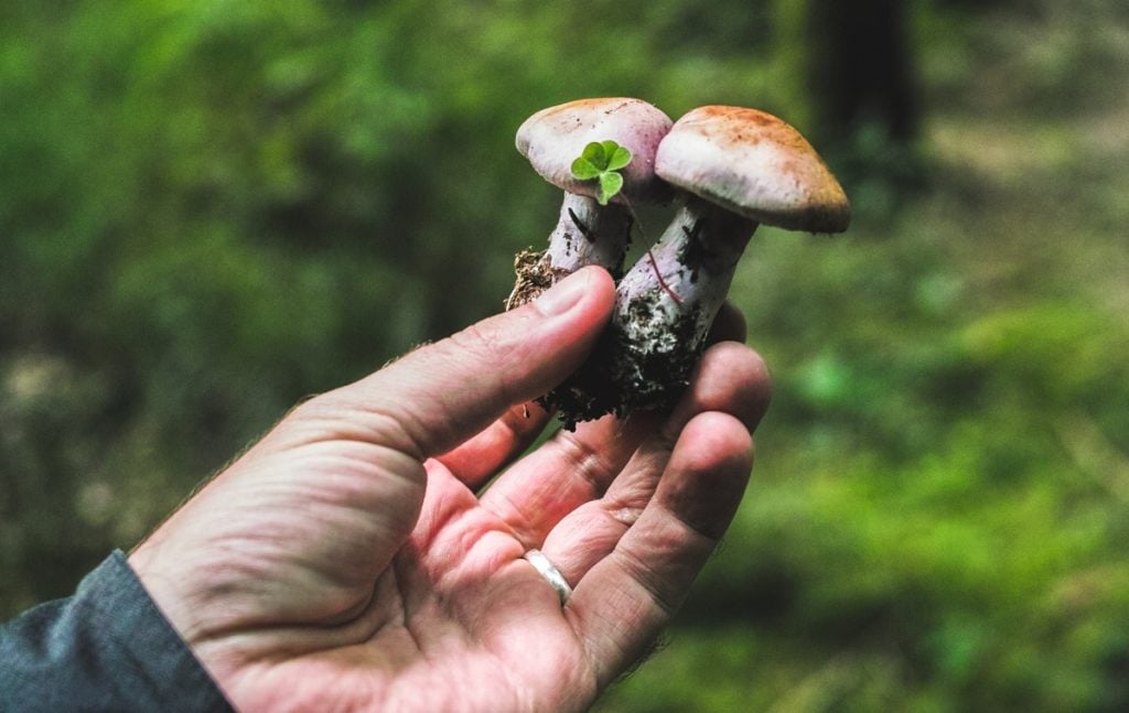 Wild mushrooms harvested by pulling them from the soil.