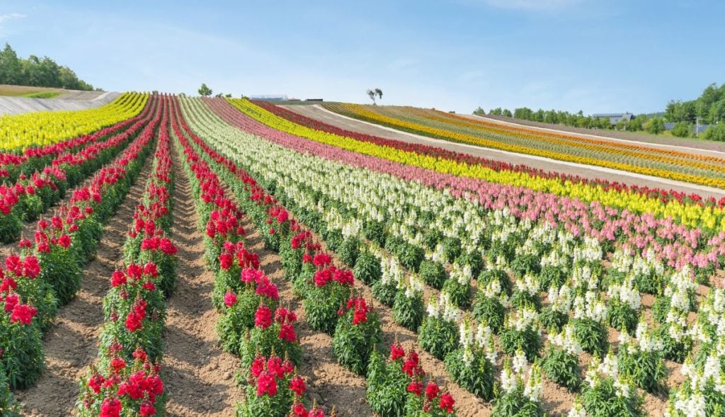 Snapdragons growing on a farm.