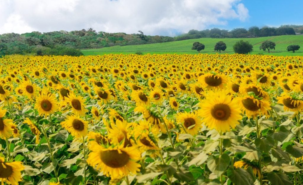 Sunflower farm