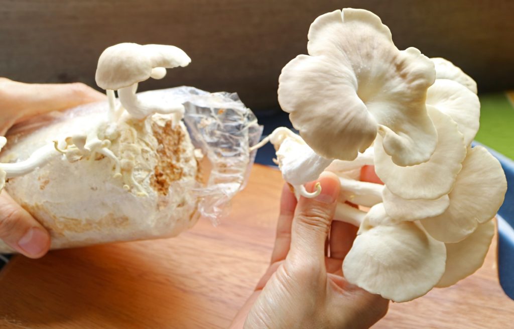 Harvesting oyster mushrooms from a block of substrate.