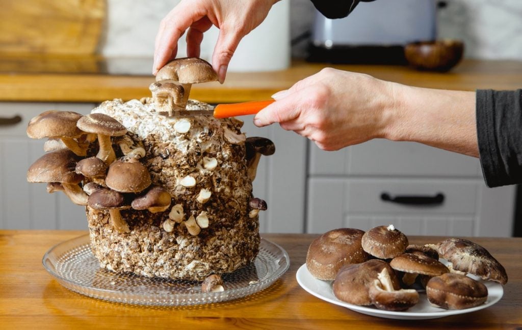 Harvesting shiitake mushrooms with a sharp knife.