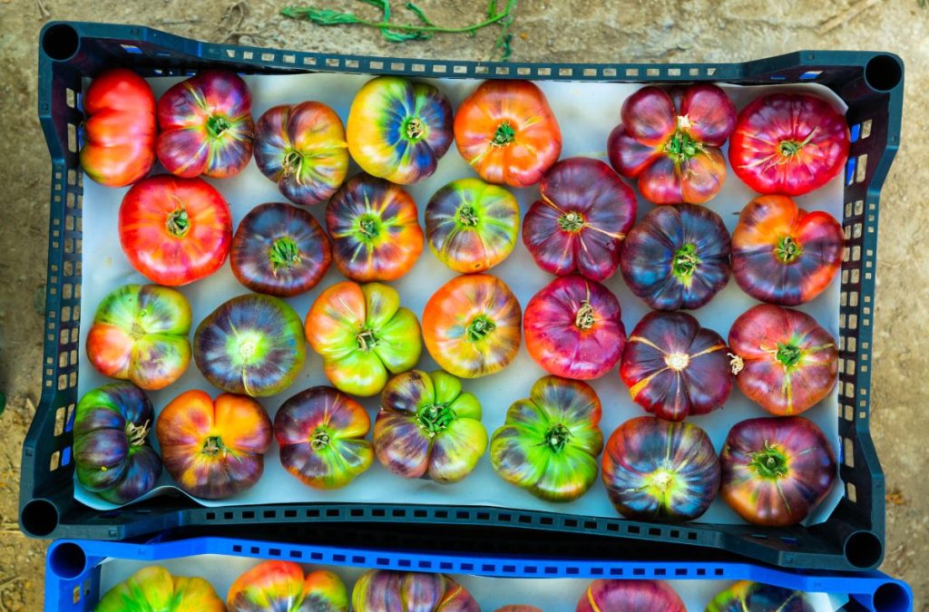 brightly colored heirloom tomatoes in a crate.