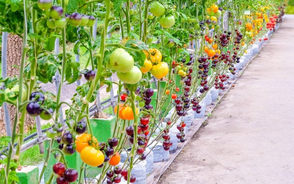 Different types of heirloom tomatoes growing together.