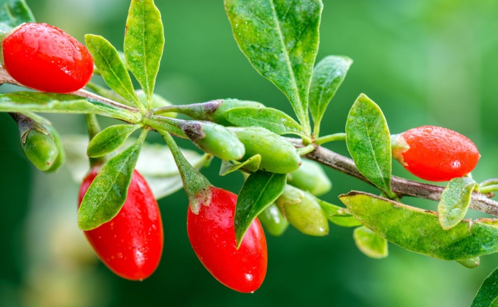 Ripe and unripe goji berries on a plant