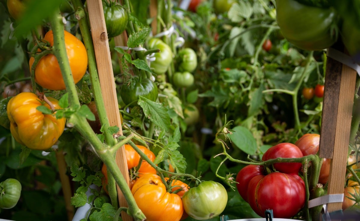 Grow Heirloom Tomatoes for Profit: Expert Tips | GroCycle