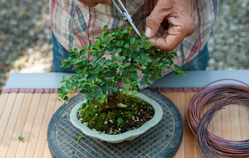 Bonsai Tree KIT - Grow 6 of Your OWN Bonsai Trees from Seeds