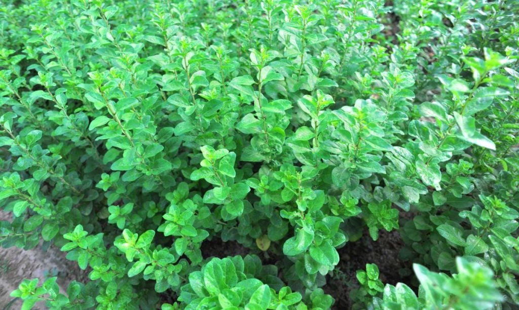 Young goji berry plants