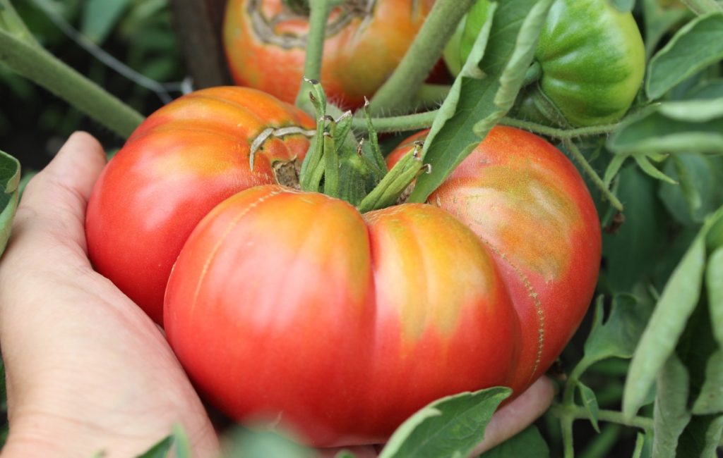 A hand holding a large heirloom tomato ready for harvest