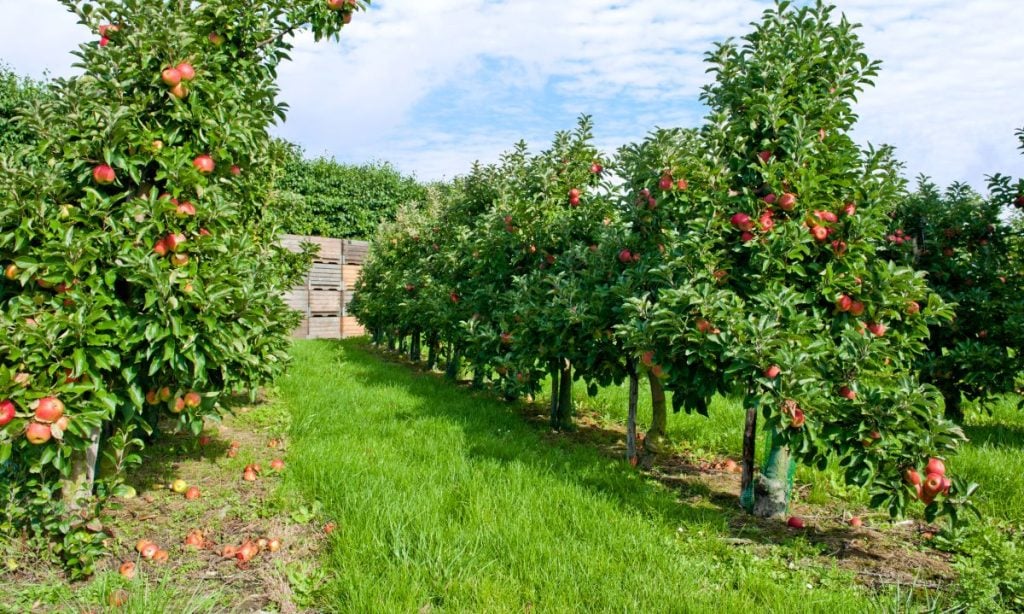 Apple Trees