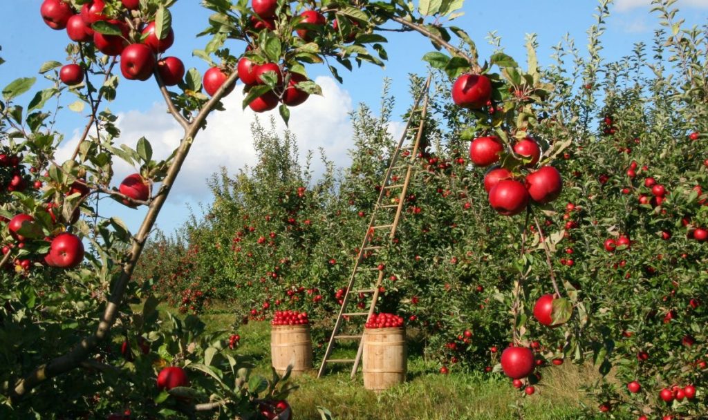 Harvesting red apples some of the most profitable fruit trees to grow.