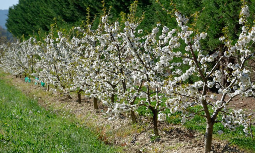 A row of fruit trees in blossom