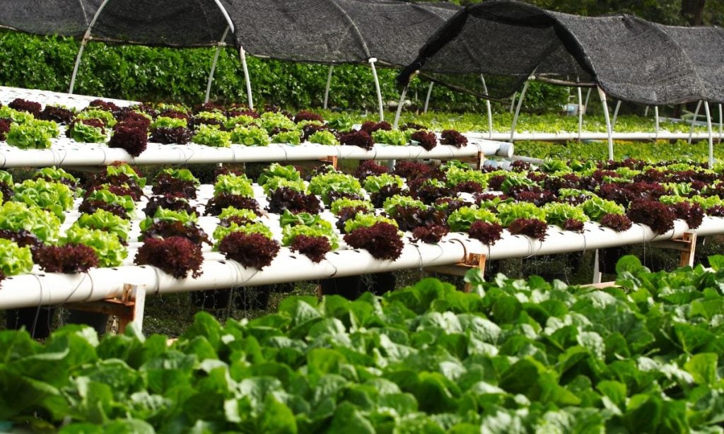 An outdoor hydroponics vegetable farm.