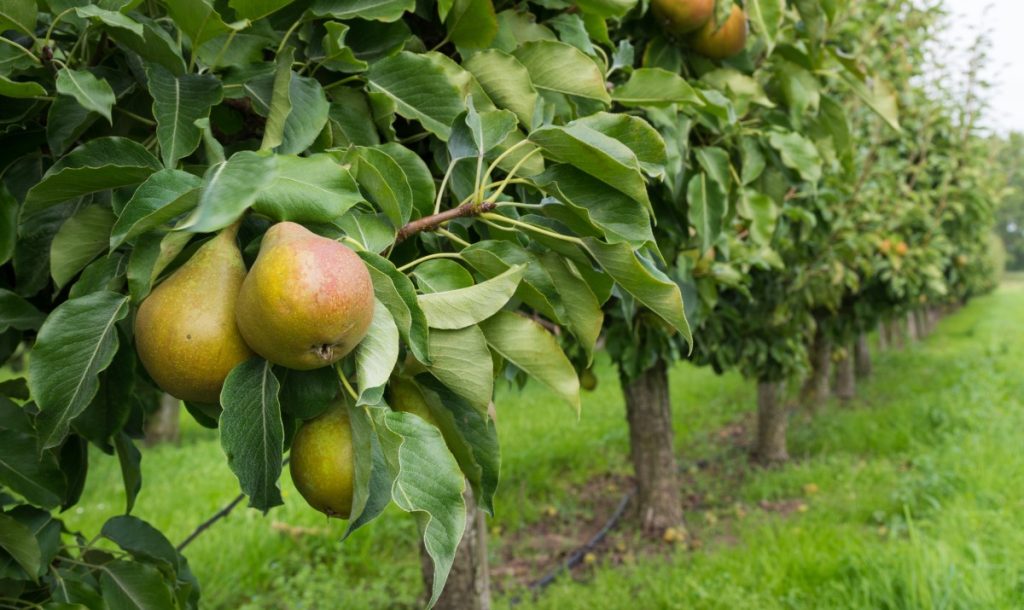 Pear trees with fruit