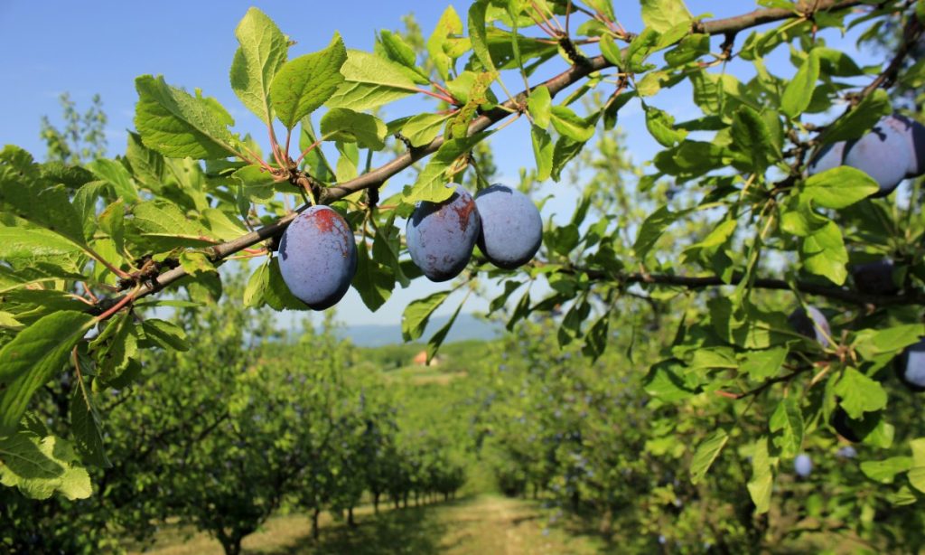 Ripe plums in an orchard
