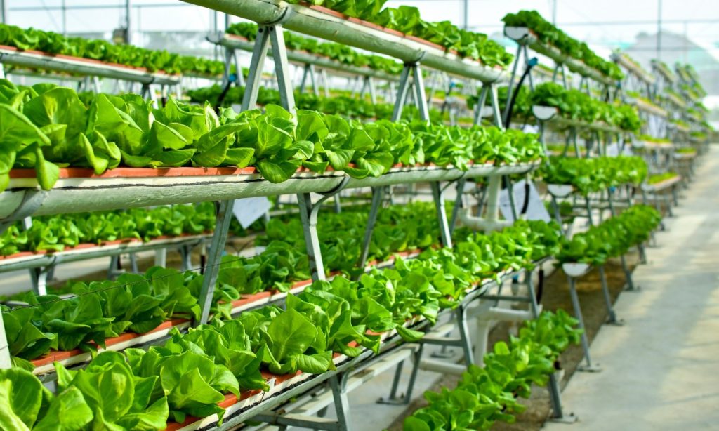 A large scale vertical hydroponics system.