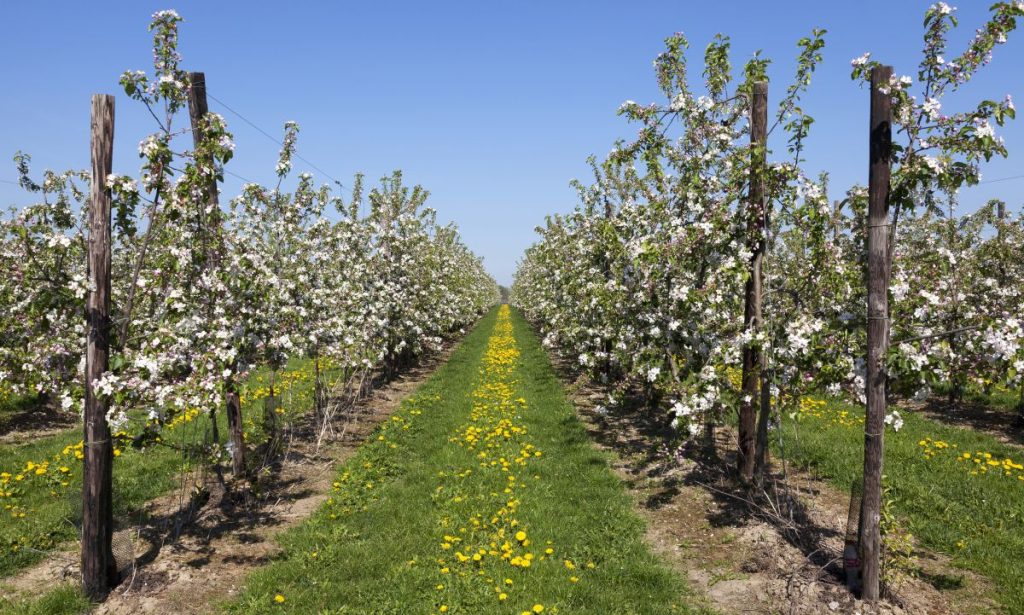 Young fruit trees in blossom