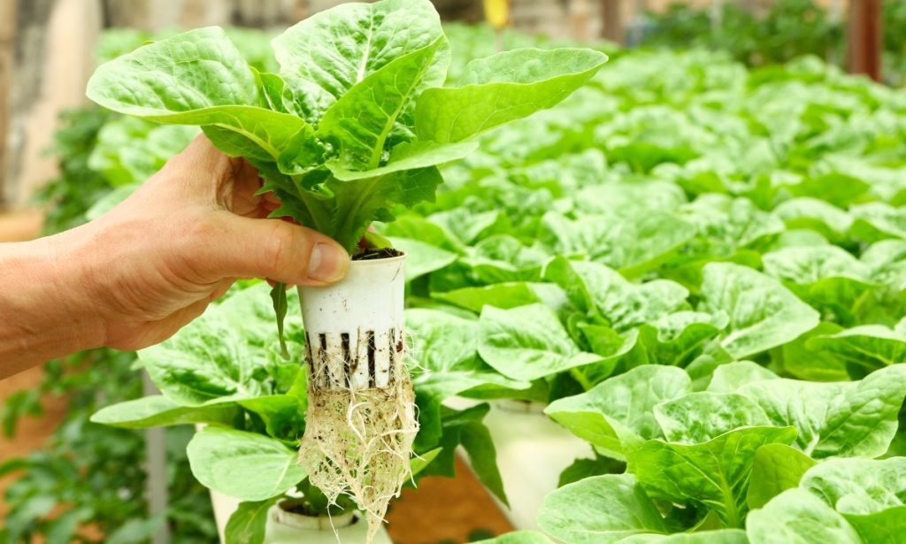 Close up of a lettuce growing in a hydroponics system showing the roots.