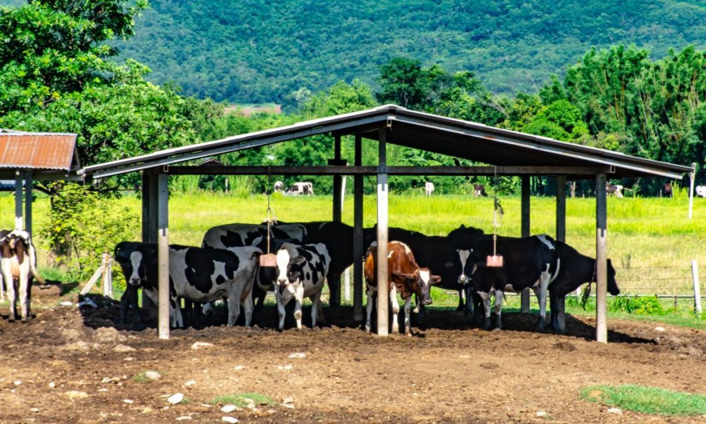 Dairy cows under a shelter