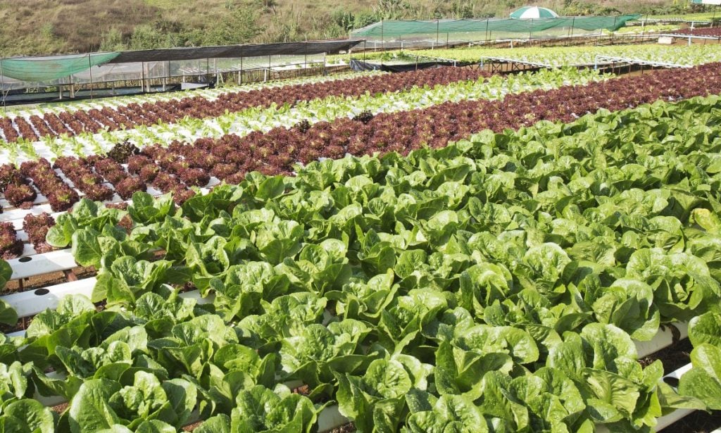 Large hydroponics system with different types of lettuce.