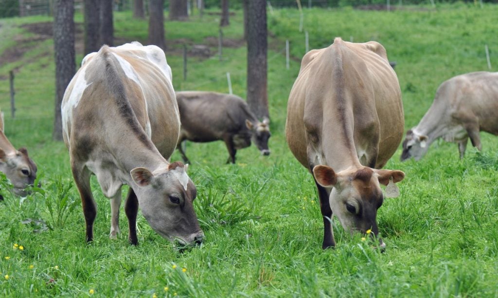 A small heard of dairy cows at a microdairy.