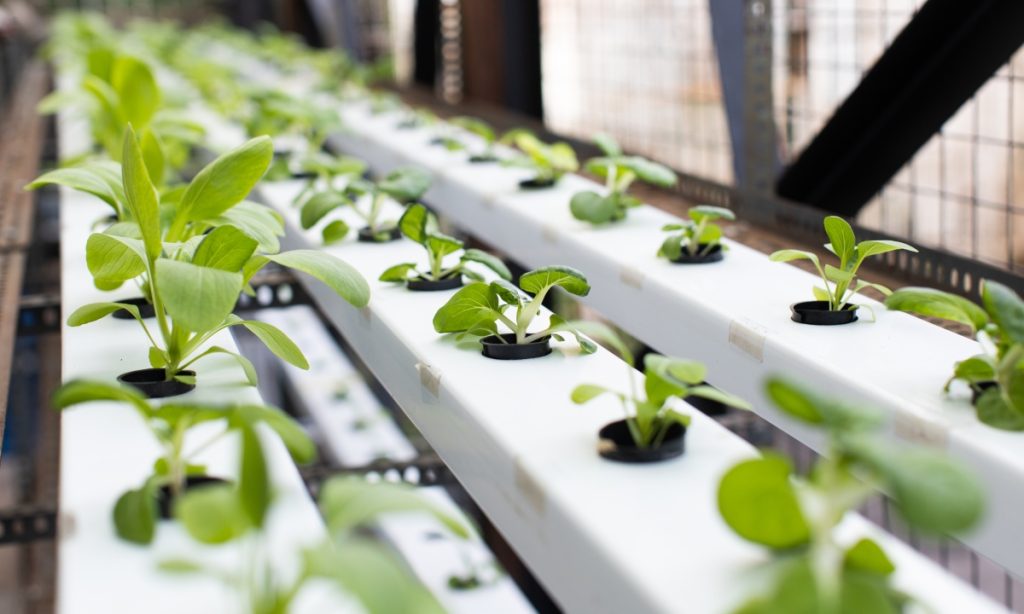 Close up of young plants in an hydroponics system.
