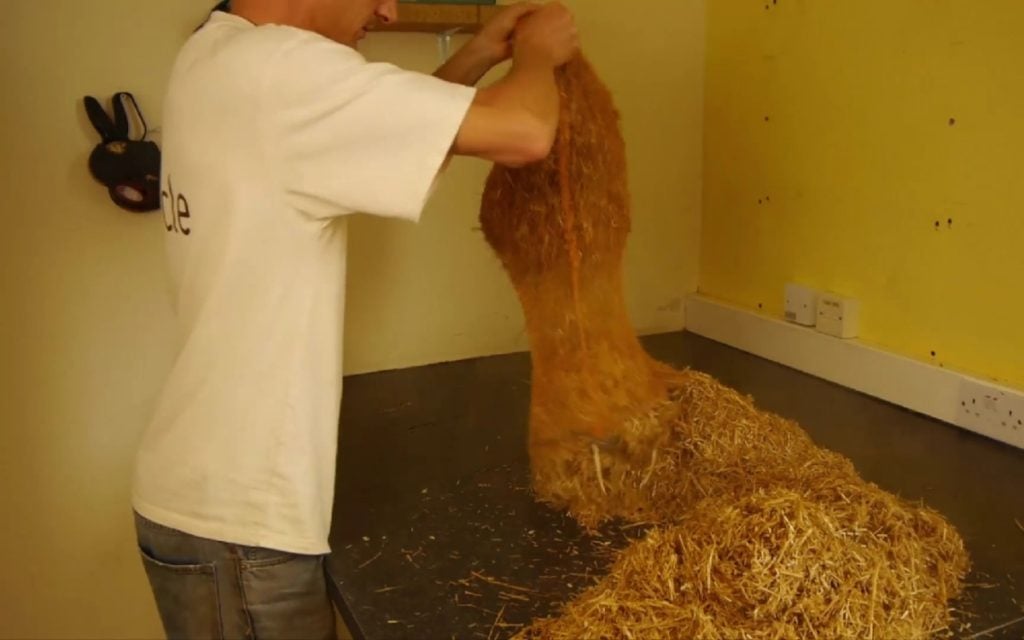 Spreadind straw out to cool after heat pasteurization.