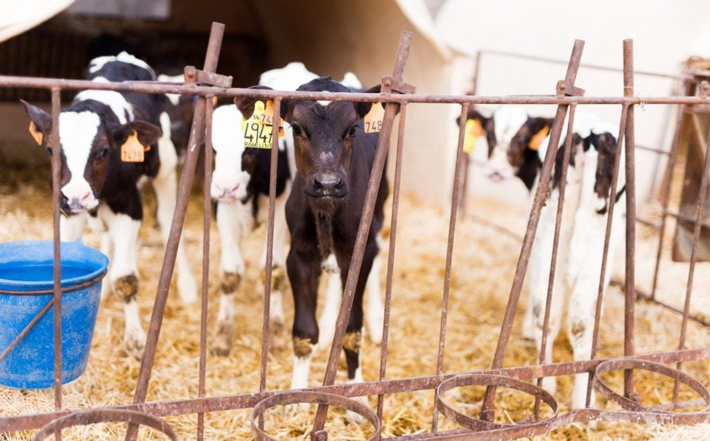 Young dairy cow calves at a microdairy.