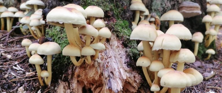 A cluster of saprotrophic mushrooms growing on a dead tree stump.