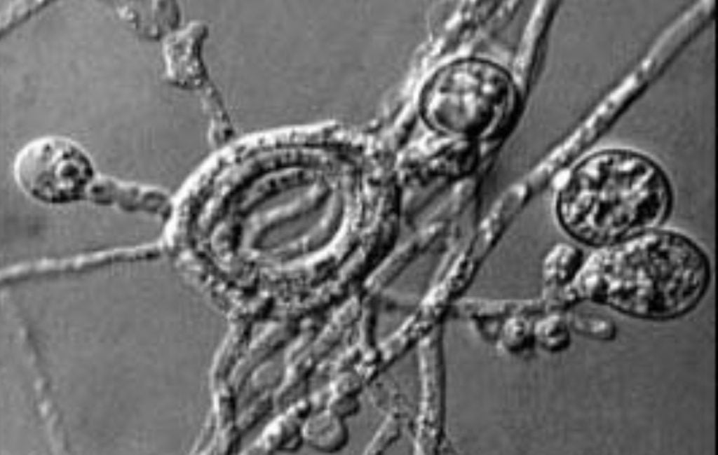 Microscopic view of endophytic fungi Piriformospora indica