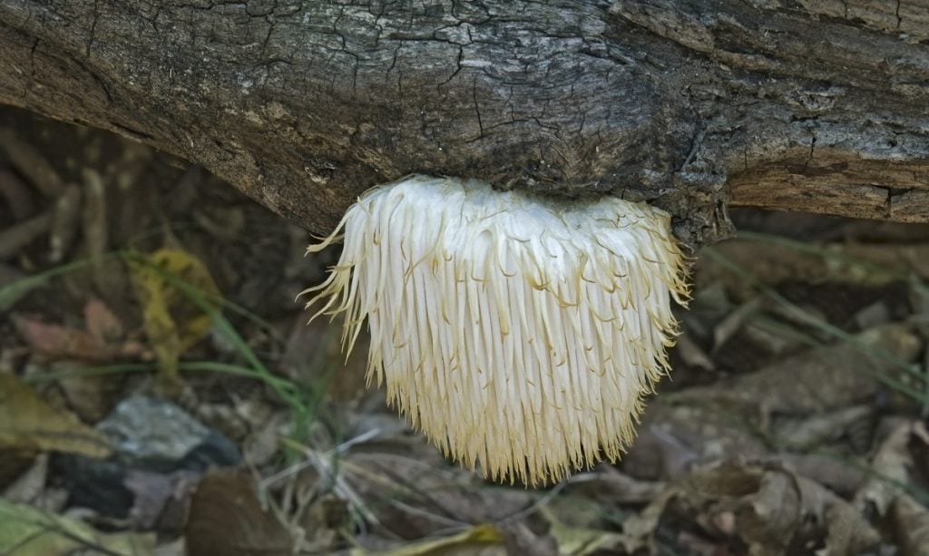 Parasitic Fungi Can Be On