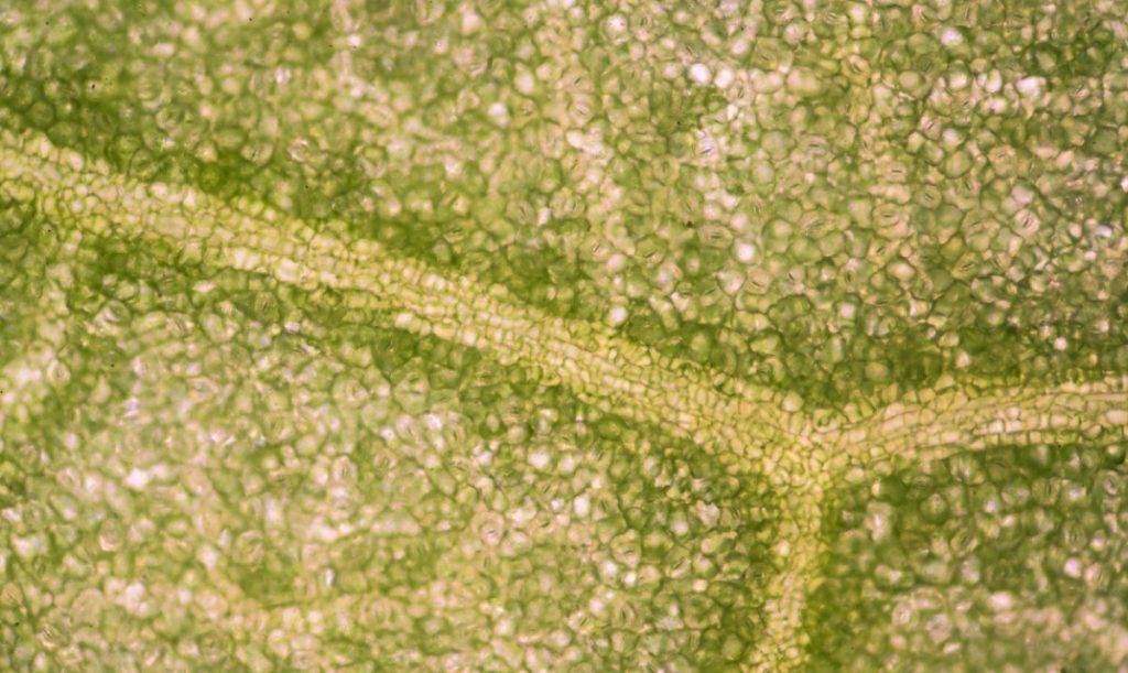 Microscopic view of the surface of a leaf showing the plant's cells