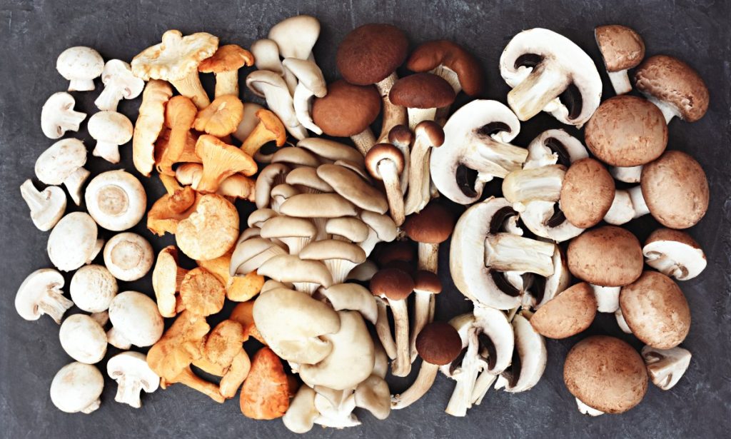 Selection of fresh edible mushrooms including high-protein oyster, button, cremini and chanterelle mushrooms.