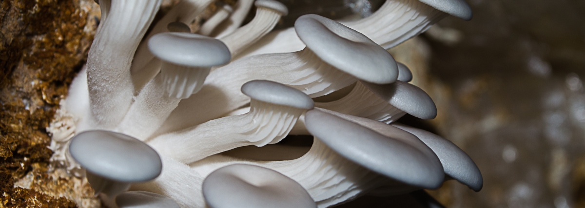 White or green contamination (Trichoderma Tarzianum) : Magic Mushrooms Shop