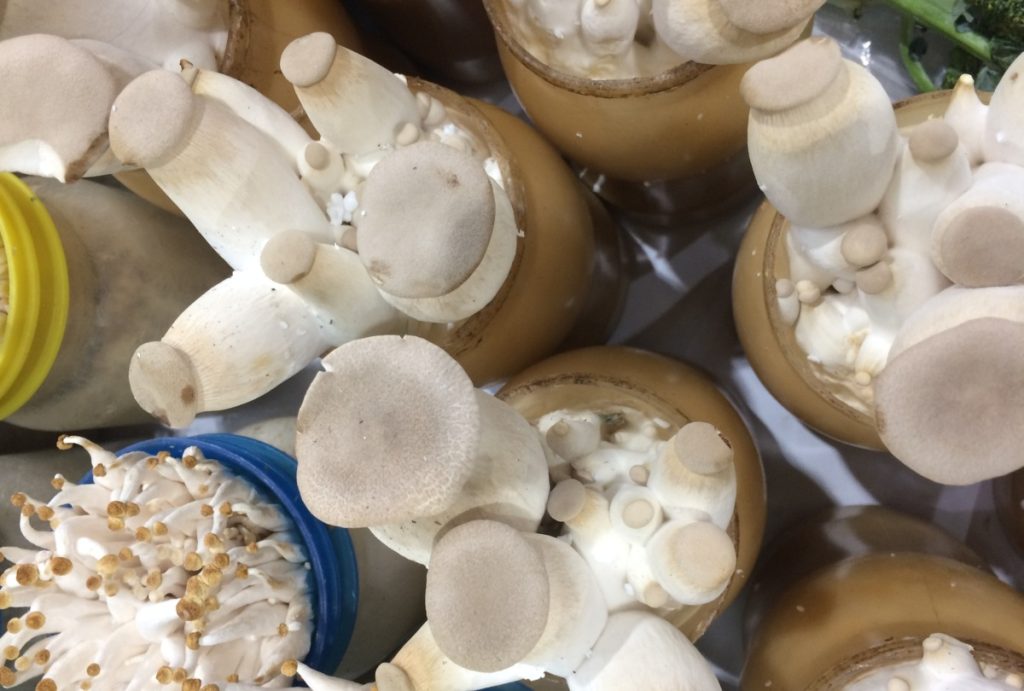King Oyster mushrooms growing in mushroom bottles