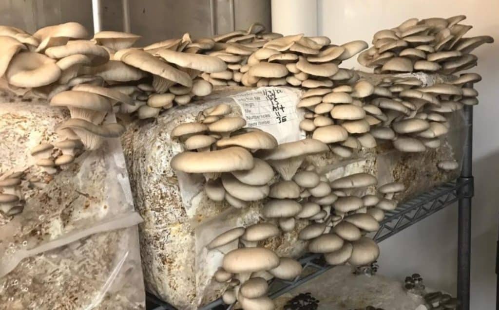 Oyster mushrooms growing on substrate bales.