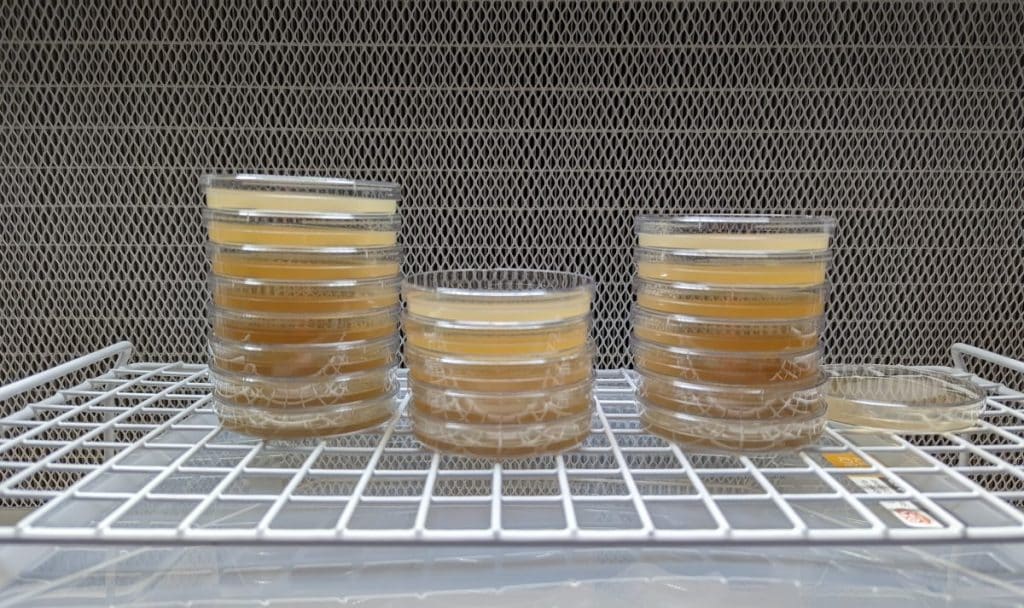 Agar plates in front of a laminar flow hood