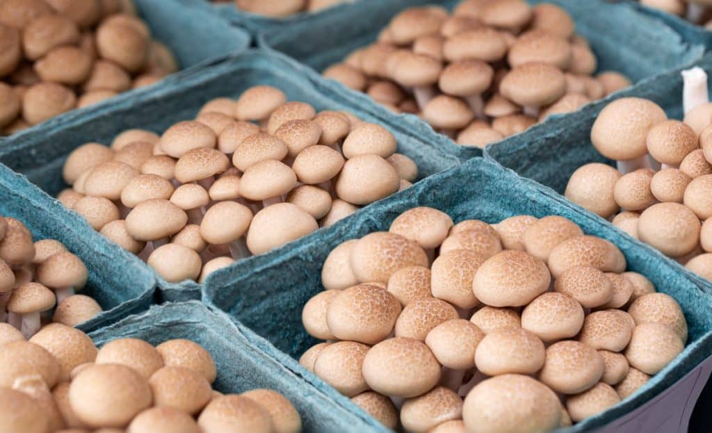 Brown Shimeji mushrooms at a farmer's market